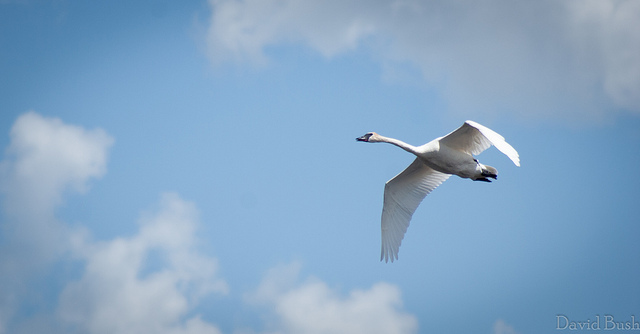 trumpeter_swan