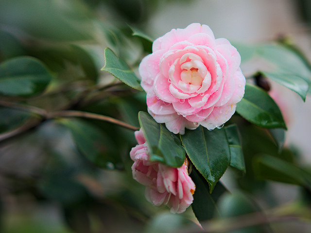 Tea_flower