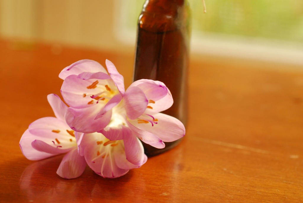 AutumnCrocus