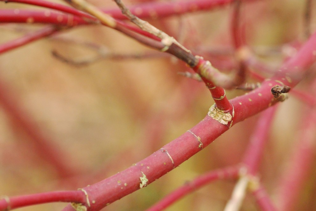 Late_winter_growth