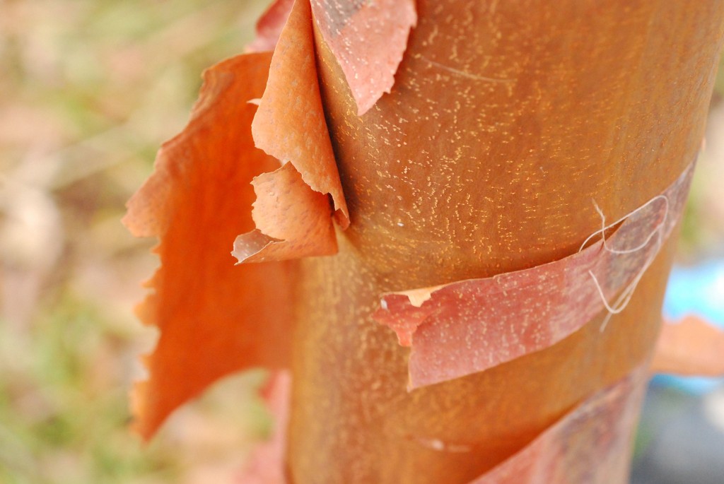 Peeling_bark