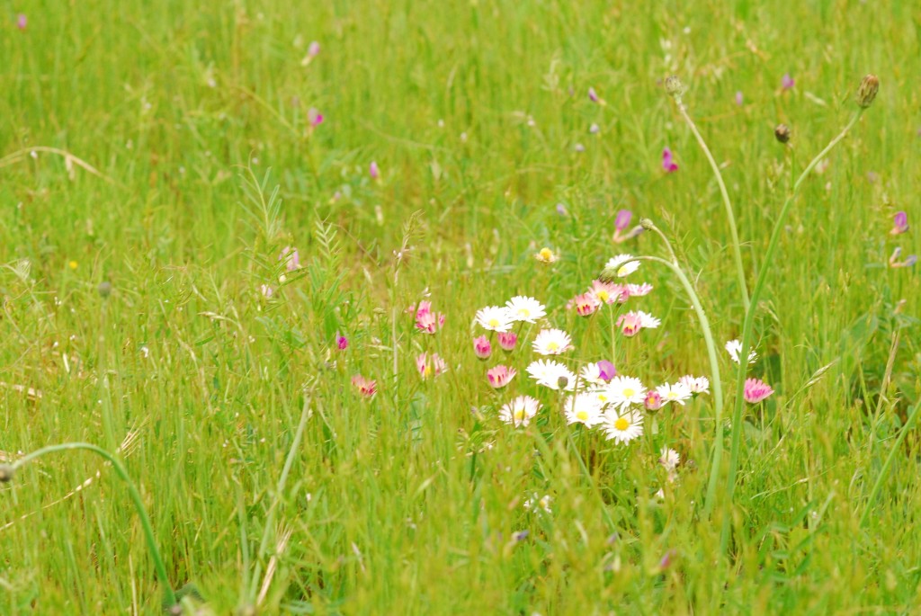 Flowers_of_the_field