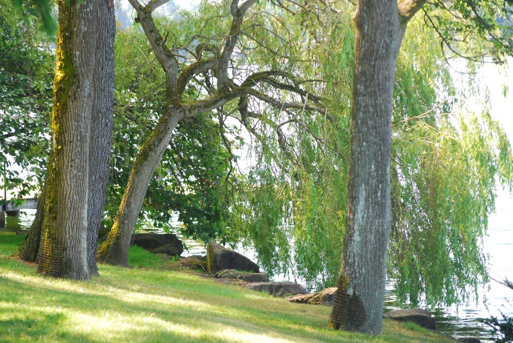 Psalm1_tree