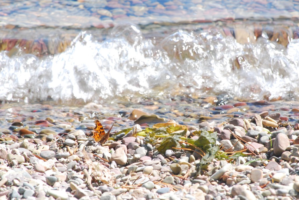 Butterfly_on_beach